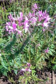 Image result for Cleome maculata