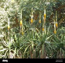 Image result for Aloe spicata