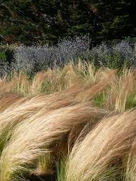 A Saint Briac Sur Mer En Bretagne Nord Un Jardin De Bord De Mer Terrasses En Restanques De Granit De La Jardins Architecte Paysagiste Creation Jardin