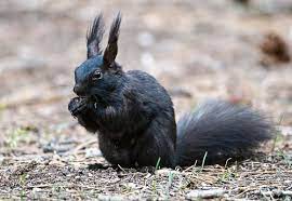 Black Squirrel Black Squirrel Squirrel Estes Park