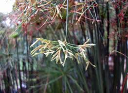 Image result for Cyperus fischerianus