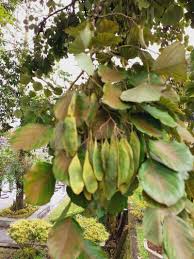 Image result for Dalbergia