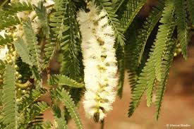 Image result for Acacia afra