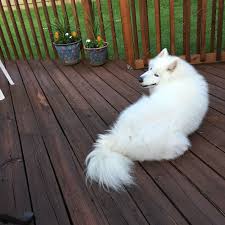 Tracy Lemmer Styer Adli Kullanicinin Samoyeds Panosundaki Pin Hayvan