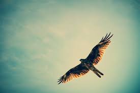 Free As A Bird By Vincent Van Der Pas Animals Animal Wallpaper Bird
