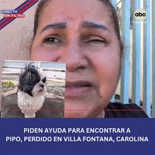 ACTUALIZACIÓN: Apareció Pipo, Su propietaria agradeció la ayuda ciudadana.,  “Gracias gracias a todos los que me apoyaron y compartieron el vídeo de  Pipo cuando se perdió en el día de hoy . Ya está con ...
