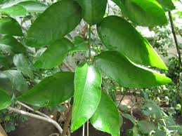 Image result for Citrus × aurantiifolia