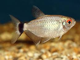 Maybe you would like to learn more about one of these? Black Neon Tetra Red Eyes Novocom Top