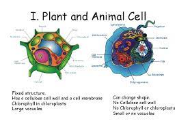Do animal cells change shape. Cheek Cells Moss Cells Part 2 Structure And