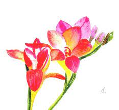 Watercolor Art Cards Four Freesia Flower Handmade Watercolour Watercolor Greeting Cards Watercolor Cards Card Art