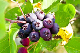 Saskatoon Berry Tart Recipe Chocolate Zucchini Recette Tarte Aux Baies Berry Tarte