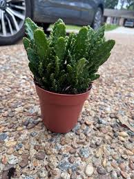 Image result for Opuntia monacantha