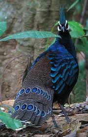 Bird With Long Colorful Tail Feathers Animals Animals Animals Beautiful Birds Animals Animals Beautiful
