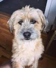 Wheaten Terrier Mixes: All of the Shapes and Sizes