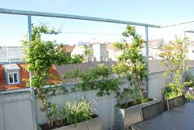 Dachterrasse Mit Kletterrahmen Als Sichtschutz In 2020 Plants Pathways