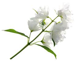 White Flower Png Clipart Image White Flowers White Flower Png Clipart Images