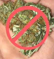 Hormones are substances naturally produced by plants that control normal plant functions, such as root growth, fruit set and drop, growth and other development processes. Pgr The Toxic Chemicals In Your Marijuana Friendly Aussie Buds