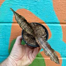 Image result for Centemopsis kirkii