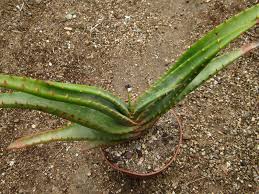 Image result for Aloe lutescens