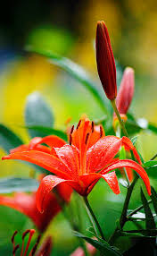 Maybe you would like to learn more about one of these? Gigli Su Gif Bellissimi Mazzi Fiori E Sfondi