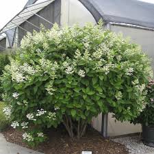 Apr 12, 2019 · the big leaf hydrangea is known for the large leaves and is one of the most commonly cultivated. Quick Fire Panicle Hydrangea Hydrangea Paniculata Proven Winners