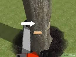 We did not find results for: Comment Abattre Un Arbre Avec Images Wikihow