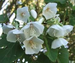 Image result for Dombeya