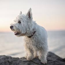Staffies And Westies Have Been Revealed As The Most Affectionate Dog Breeds