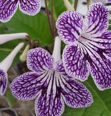 Image result for Streptocarpus leptopus