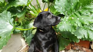 Many of us prefer to eat zucchini with seasoning. Can Dogs Eat Zucchini In 2021 The Latest Advice On Zucchini For Dogs
