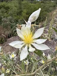 Image result for Octolepis decalepis