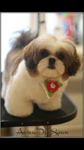 Asian Fusion Shih Tzu Puppy Shih Tzu Haircuts Shih Tzu Dog