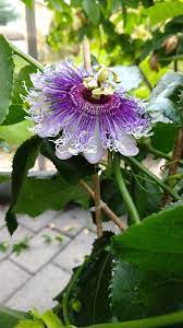 Passiflora Byron Beauty Hybrid Made By P Edulis X P Incarnata Passifloraceae Pasdionflower Passiflora Plant Fungus Jasmine Flower