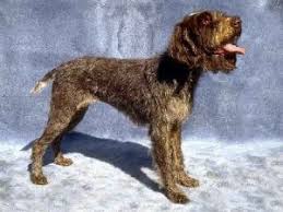 Take a moment and browse all the dog breeds we have available in texas. Wirehaired Pointing Griffon Texas West Animal Health
