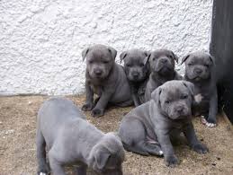 Blue staffies are bloody gorgeous. Staffordshire Bull Terrier Puppies For Sale Los Angeles Ca Staffordshire Bull Terrier Puppies Bull Terrier Puppy Staffordshire Terrier Puppy