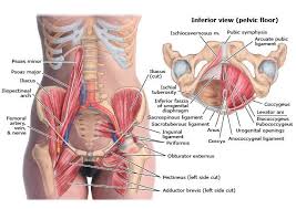 Each hip bone, in turn, is firmly joined to the axial skeleton via its attachment to the sacrum of the vertebral column. Image Result For Pelvic Anatomy Bone And Muscles Massage Therapy Pelvic Floor Reflexology Oils