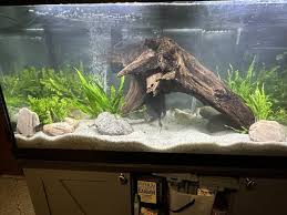 Update: Beautiful 75 Gallon Planted Discus Community Tank - Youtube
