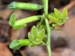 Image result for Trochomeria