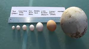 bird egg size comparison largest egg in the world