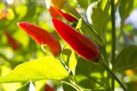 Image result for Capsicum frutescens