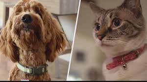 When pancreatic cancer occurs in dogs, the first signs usually resemble those of pancreatitis: Breakthrough How A Dog Cat Explain The New Fight Against Pancreas Cancer Firstcoastnews Com