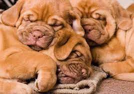 Mastiff Sleeping Habits Here S Why They Sleep So Much