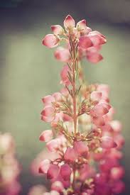Heather Heather Flower Beautiful Flowers Flower Garden