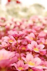 خلفيات ايفون ورد طبيعي Iphone Wallpapers Hd Download Iphone Wallpaper Iphone Wallpaper