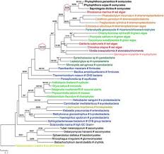 Overview prerequisites setup server setup client reporting license and attribution. Frontiers Re Analyses Of Algal Genes Suggest A Complex Evolutionary History Of Oomycetes Plant Science