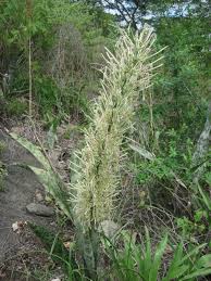 Image result for Sansevieria nilotica