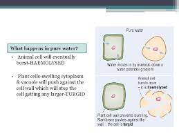 What Can You Remember About Osmosis From Gcse