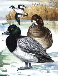Sie ist nahezu zirkumpolar in der nadelwaldzone und teilweise auch in der subarktischen strauchtundra vertreten und damit das. Bergente Vogel Fauna Natur Im Austria Forum