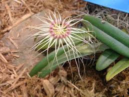 Image result for Bulbophyllum X chikukwa
