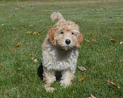 We are a designated gold paw breeder by the australian labradoodle association of america. Cobberdog Puppies For Sale Australian Labradoodle Difference
